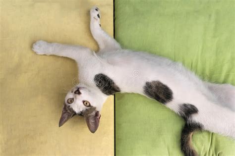 Funny Pose Cat Playing Pillows Stock Photos Free And Royalty Free Stock