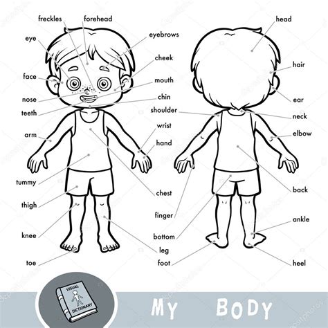 El Cuerpo Humano Ilustrado Para Niños Diccionario Visual Para Niños