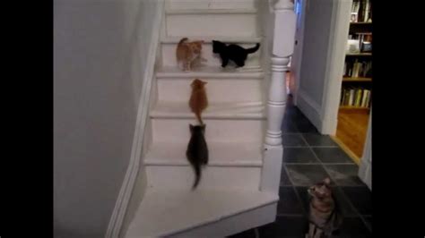 kittens trying to climb stairs youtube