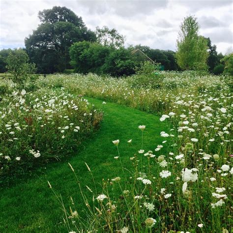 See How This Wild Flower Meadow Has Come On Jo Alderson