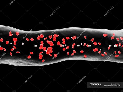 Abstract Blood Vessel With White And Red Blood Cells Digital