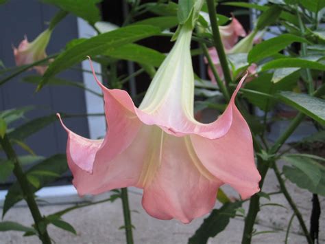 Casket flowers grave flowers cemetery flowers church flowers funeral flowers angel flowers flowers garden silk flowers purple flowers. I sell Angel Trumpets. I can ship them any where in the ...