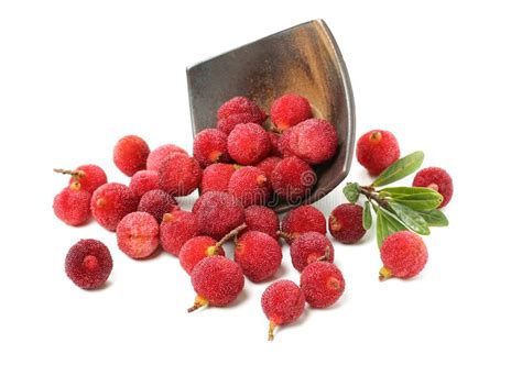 710 Waxberry Stock Photos Free And Royalty Free Stock Photos From
