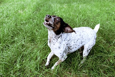 Happy Bouncing Dog Free Stock Photo Public Domain Pictures