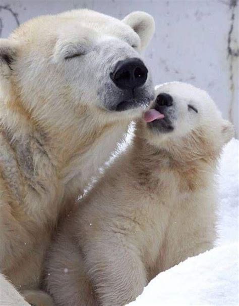 Pin By Natural Approach On Green In 2020 Baby Polar Bears Polar Bear