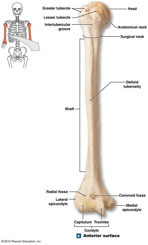The Right Humerus Medical Anatomy Human Anatomy And Physiology