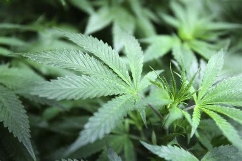 Raritan man sentenced to drug court for growing marijuana ...