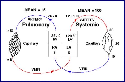 Respiratory Physiology Part 2 Wfsa Resources
