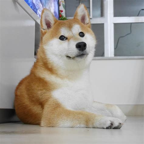 A Very Familiar Look Supershibe