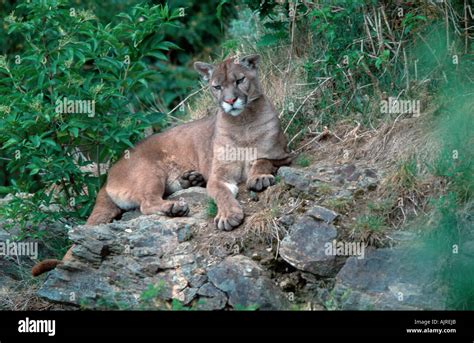 Cougar Felis Concolor Mountain Lion Stock Photo Alamy