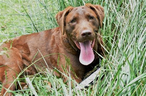 We match reputable breeders with you. Del Brave - Chesapeake Bay Retriever Breeders NC ...