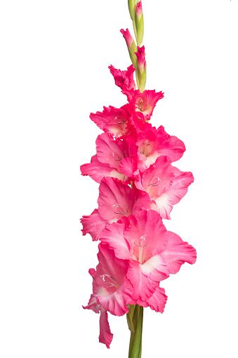 Pink Gladiolus Flower Isolated On White Background Stock Photo