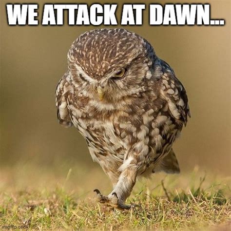 Pin By Dead Meme On The Owl House Owl House Kids Shows Funny Owls