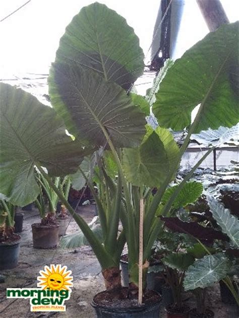 Alocasia lauterbachiana, also known as the purple sword alocasia, has serrated lance shaped leaves with a dark purple reverse and care of alocasia lauterbachiana: Alocasia - Morning Dew Tropical Plants