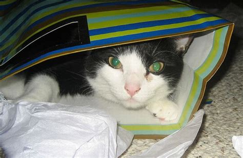 Cats In Bags 17 Pics