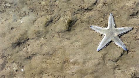 Starfish Walking On Beach Stock Footage Video 100 Royalty Free