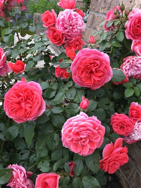 What's eating my rose bush leaves?