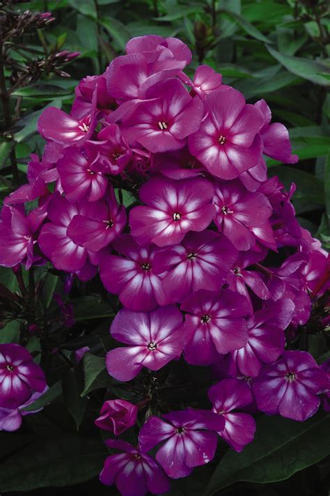 Hardy Full Sun Plants Australia - Ground Cover Plants Australian Natives