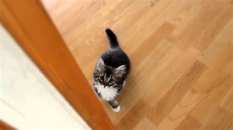 Funny Stalking Cat Video Compilation 2014 Hd Youtube
