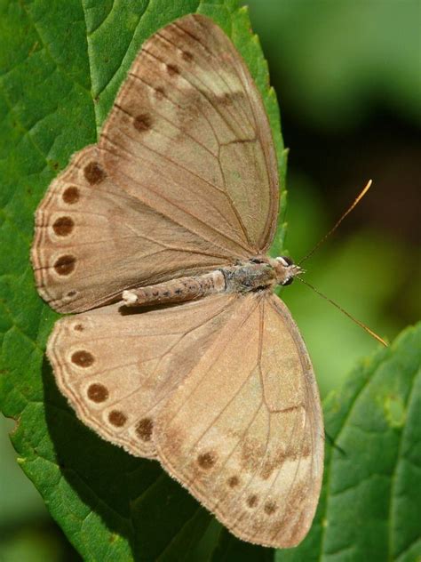 Butterfly Appalachian Brown Birds Bees Butterflies Butterfly Moth