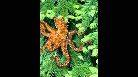 Northwest Tree Octopus Youtube