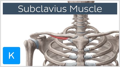 Subclavius Muscle Origins And Function Human Anatomy Kenhub Youtube