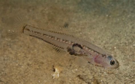 True Gobies Gobiidae Of The Adriatic Sea Adriaticnature