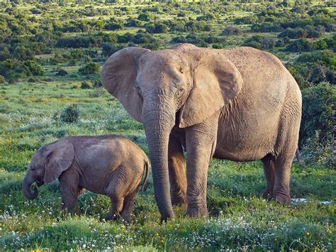 Descubren Que Muchos Elefantes Estarían Naciendo Sin Colmillos Para