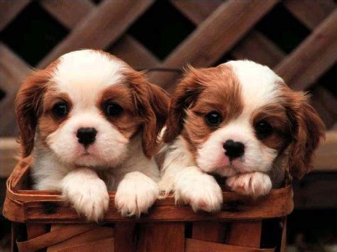 Cute Baby Puppies Wallpaper