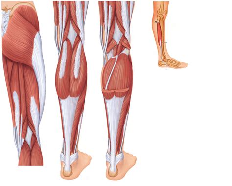 Posterior Thigh Leg Muscles Diagram Quizlet