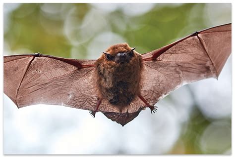 Little Brown Bat Myotis Lucifugus A Once Prevalent Mountain