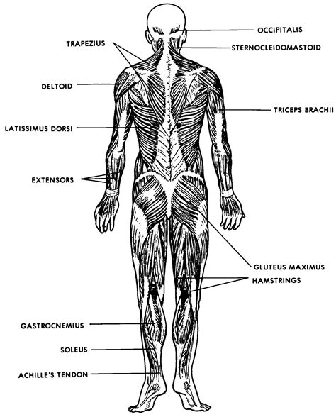 Basic Muscles Of The Human Body
