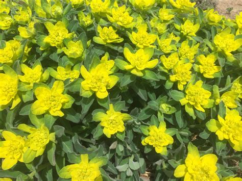 Best Colorado Perennials For A Colorful Spring Garden