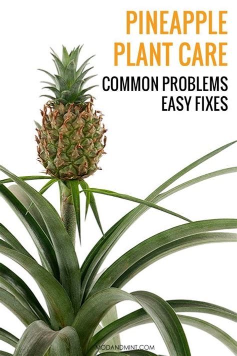 Pineapple Plant Care How To Grow Your Own Pineapple Houseplant