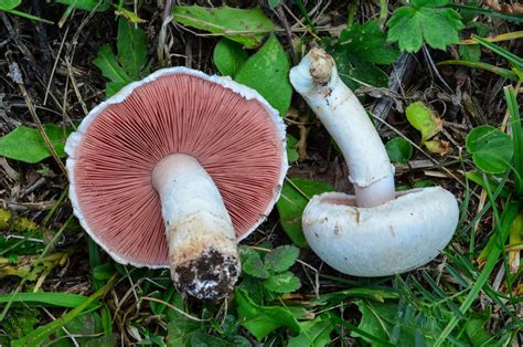 Common Types Of Mushrooms
