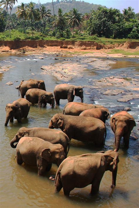 Asian Elephants Bathing In The River Sri Lanka Stock Image Image Of Kandy Elephant 61034359