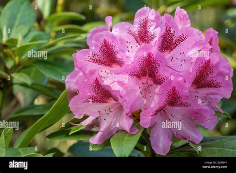Buds Of A Rhododendron Hi Res Stock Photography And Images Alamy