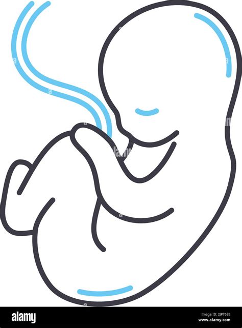 Fetus Line Icon Outline Symbol Vector Illustration Concept Sign