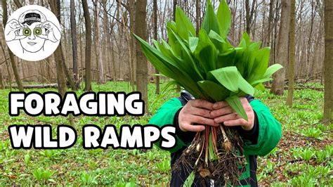 Foraging For Ramps Wild Leeks Youtube