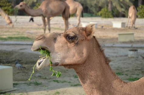If you want the best chances at advancing a tier, obviously breed two level 10 pets. A camel chewing food @Camel Farm, Bahrain - Bild från ...