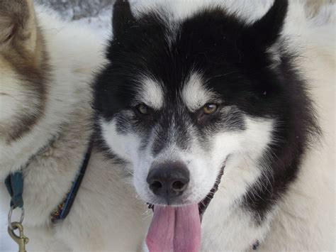 Épinglé Sur Canadian Eskimo Dog