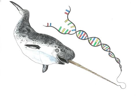 Narwhals Have Endured A Million Years With Low Genetic Diversity And