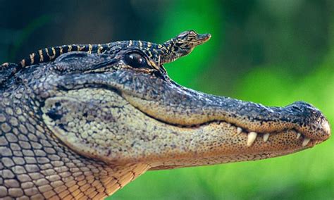 Baby Alligator Proudly Rides On Mothers Head To Keep Dry And Catch