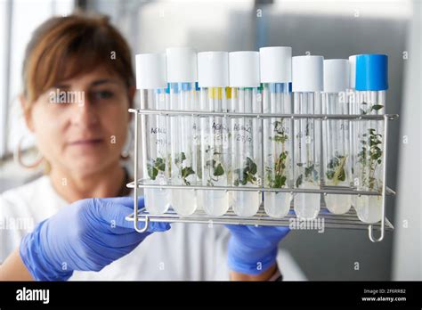 In Vitro Culture Plant Production And Protection Biotechnology