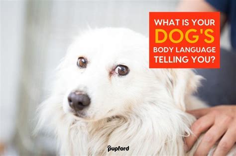 Basics Of Dog Body Language What Your Dog Is Trying To Tell You