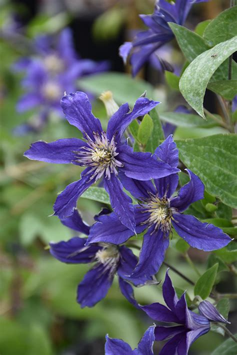 'sapphire indigo' is a new favorite. Sapphire Indigo Clematis (Clematis 'Sapphire Indigo') in ...