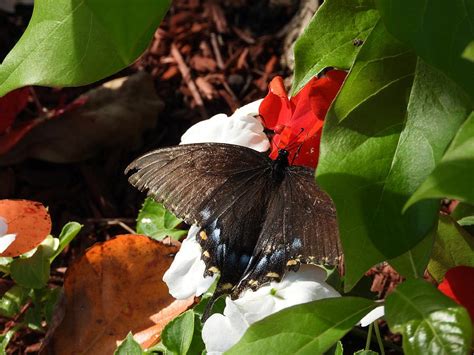 Beautiful Black Butterfly Photograph By Joan Stanton