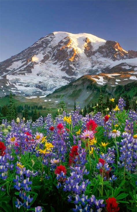 Pin By Lora Andrew On ~mt Rainier~ Nature Photography