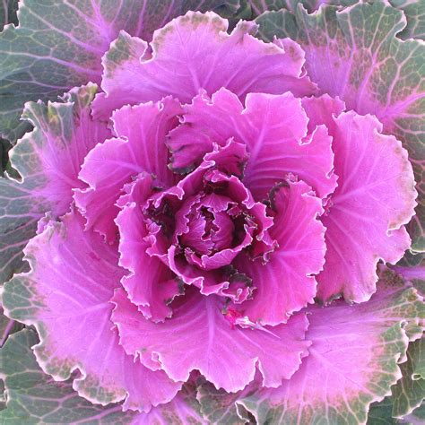 Pink Cabbage Flower Photograph By Lisbet Sjoberg