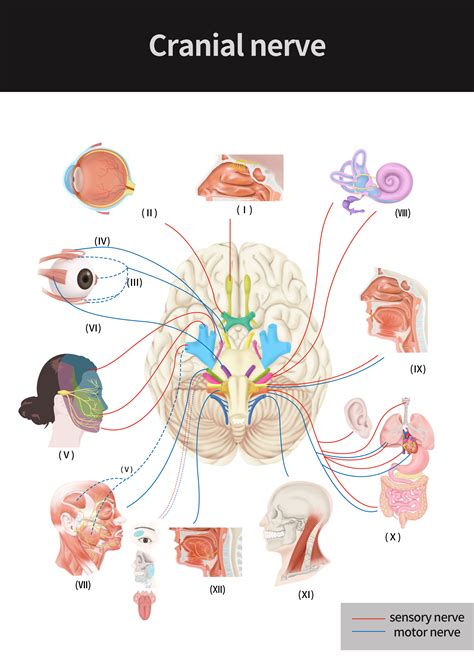 Cranial Nerves Assessment